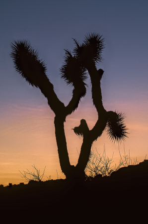 Lone Joshua Tree