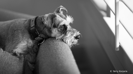 Neighborhood Watch!  B&W
