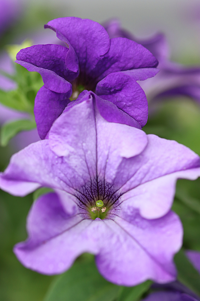 Purple Petunia - ID: 16068699 © Lori A. Nevers