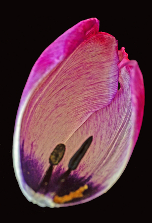 Tulip
