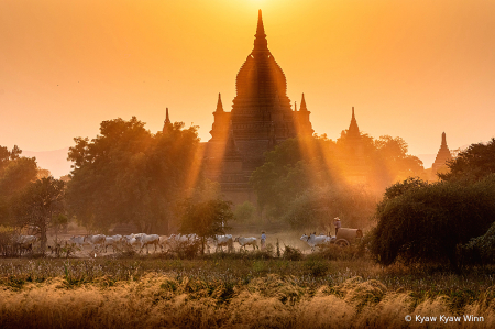 Golden Evening in Bagan