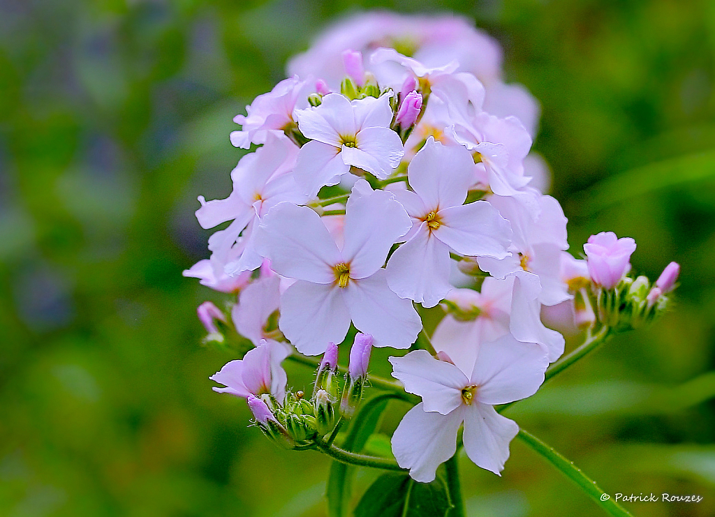 Blooming Rockets