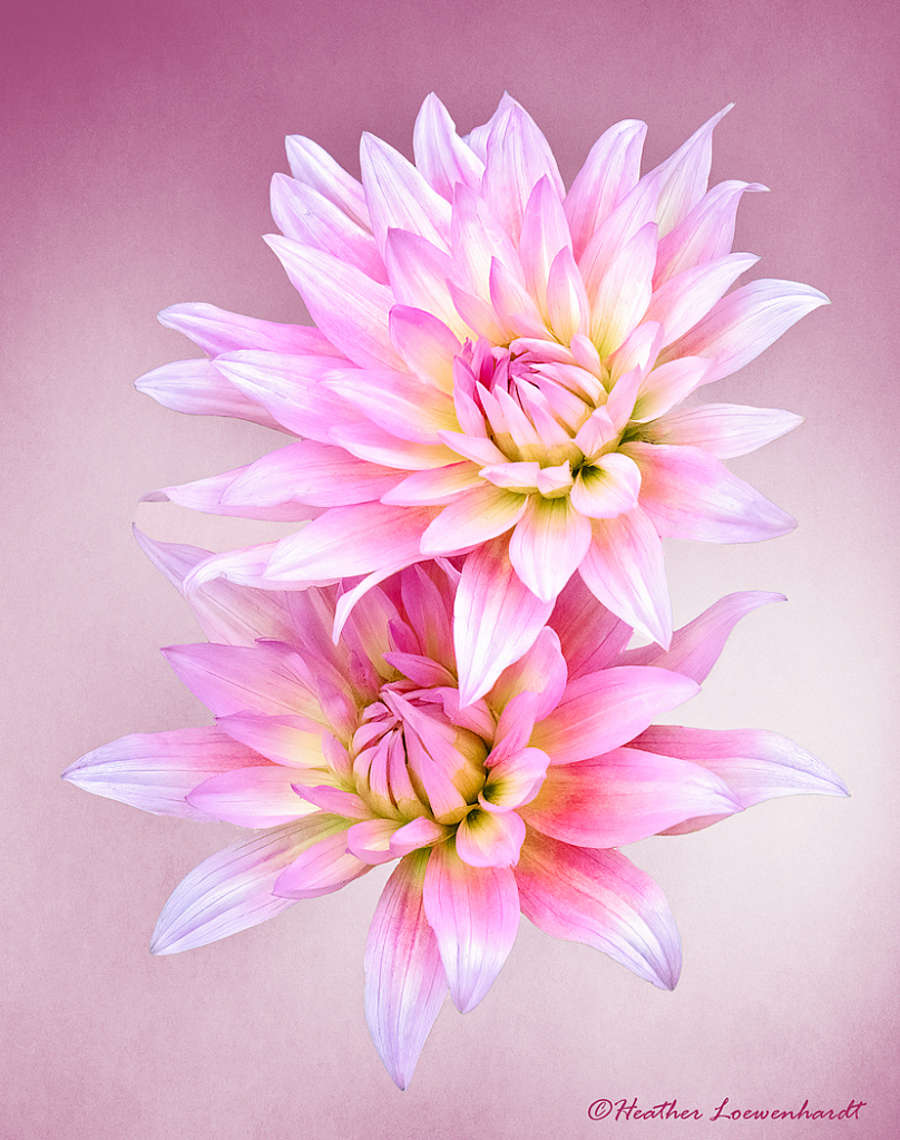 Dahlia Dreams