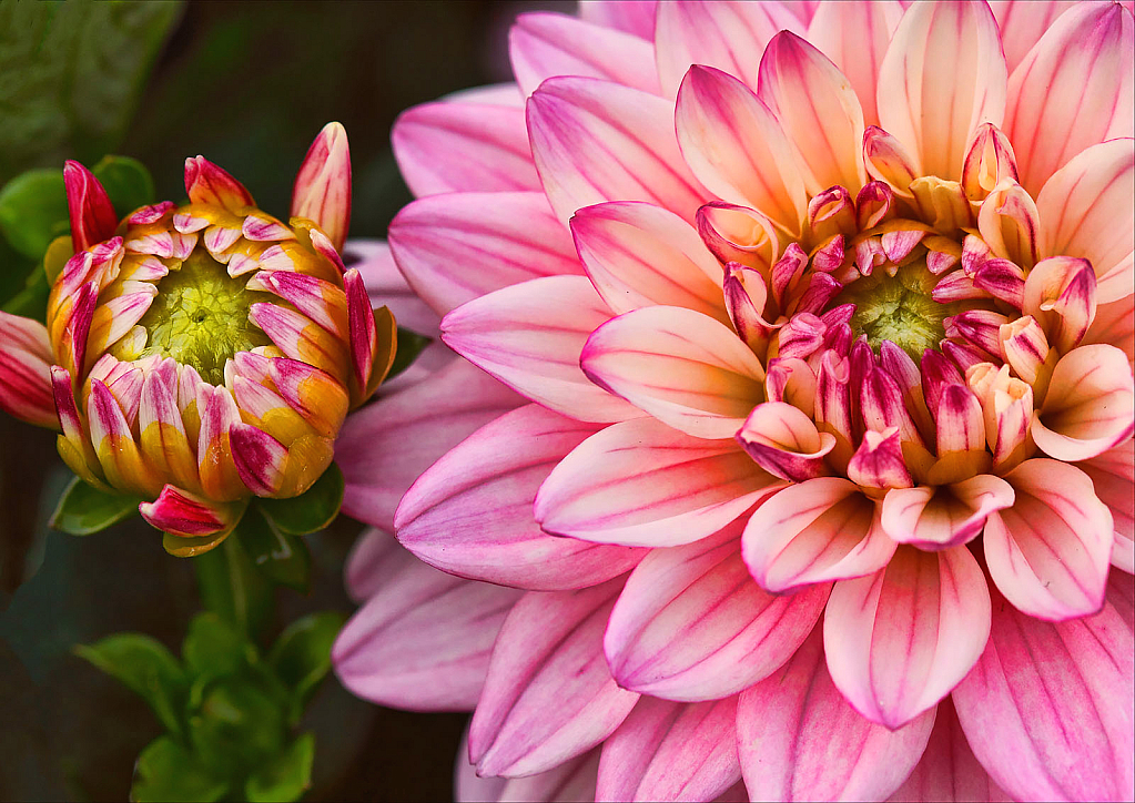 Inspiring Photo: Candy Striped Dahlia #16068727