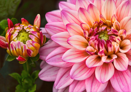 Candy Striped Dahlia