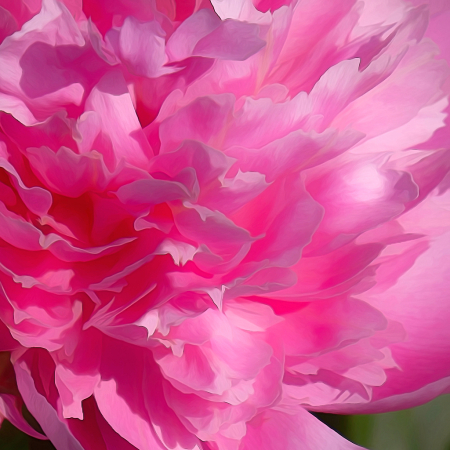 Pink Peony