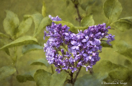 Lilacs