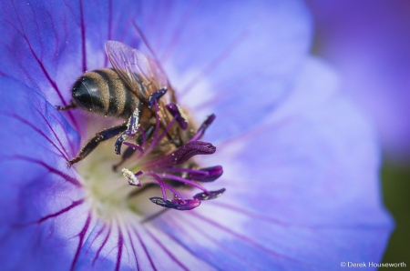 Geranium Rozanne