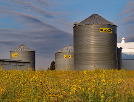 Sunflowers And Silos