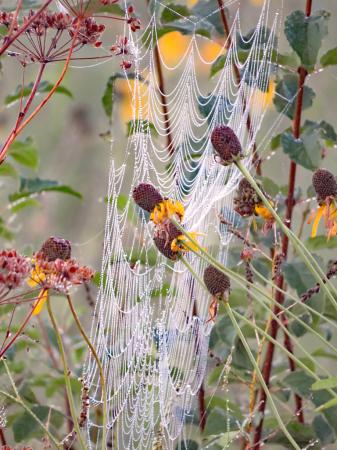 Webs And Wilds