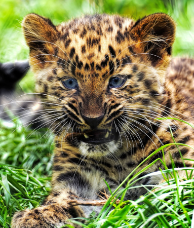 Cub In The Grass
