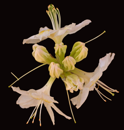 strange flower