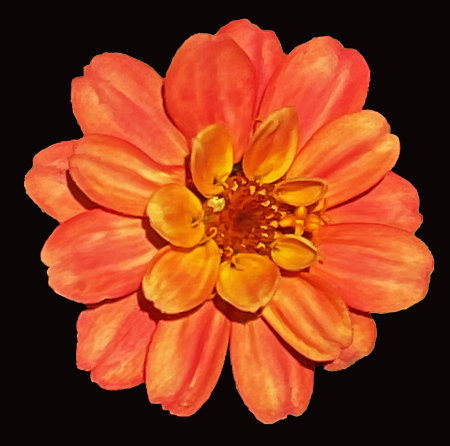 Orange