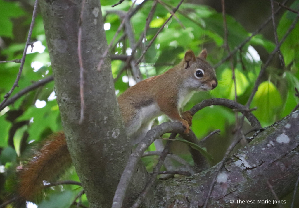 Little Squirrel in a Tree - ID: 16068855 © Theresa Marie Jones