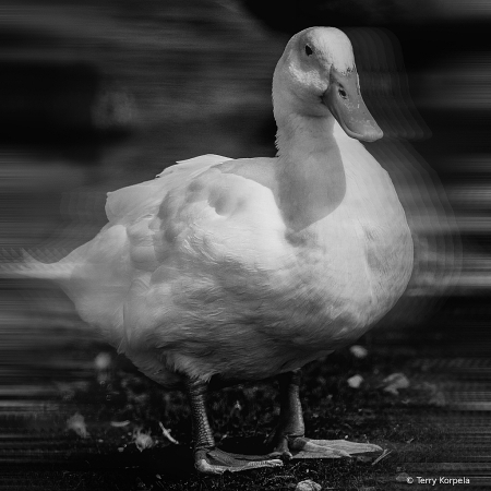 Just Another Happy Quacker!! B&W