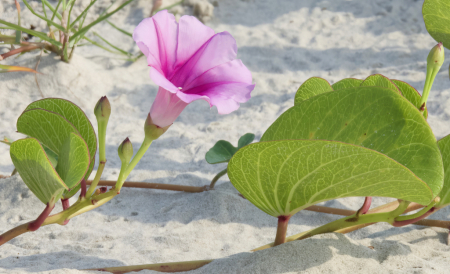 Securing The Dunes