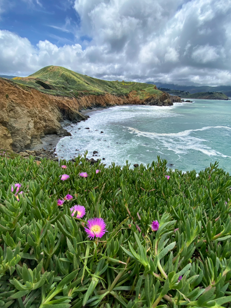 Ice Plant