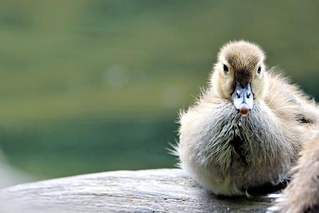 Duckling