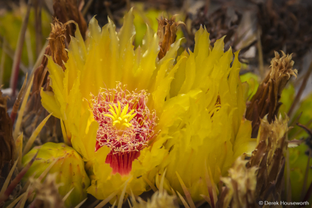 Golden Barrel Cactus