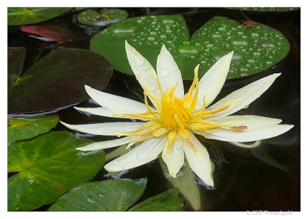 Water Lily in bloom