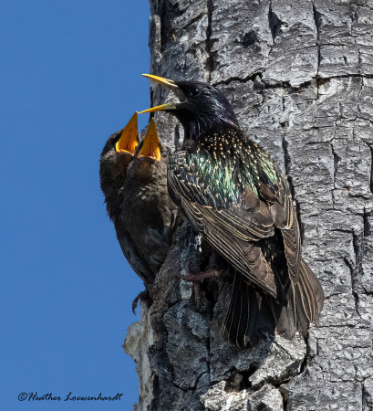 Mama and Baby Starlings