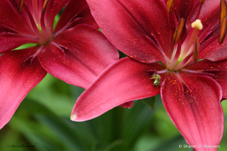 Pollination