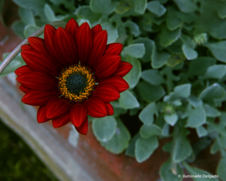Just Nature