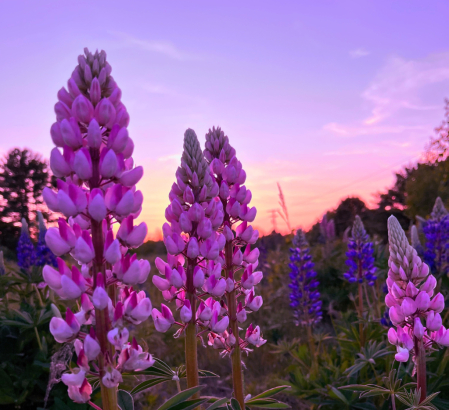 Lupines 