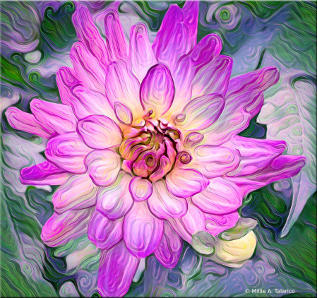 Dahlia Dream