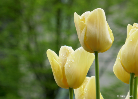 Rainy spring day