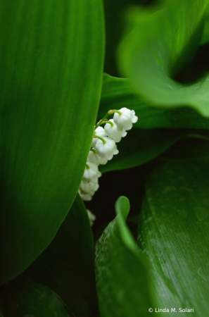 Lily Of The Valley