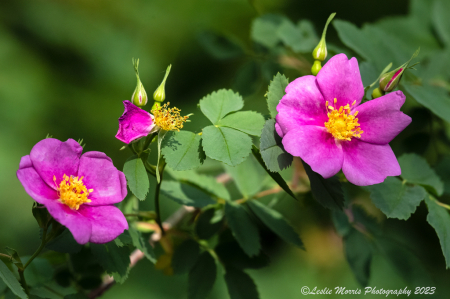 Woods Rose