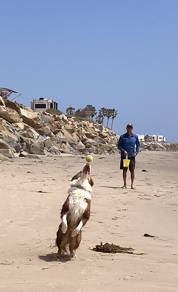 Dog Beach