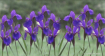 Iris Border 