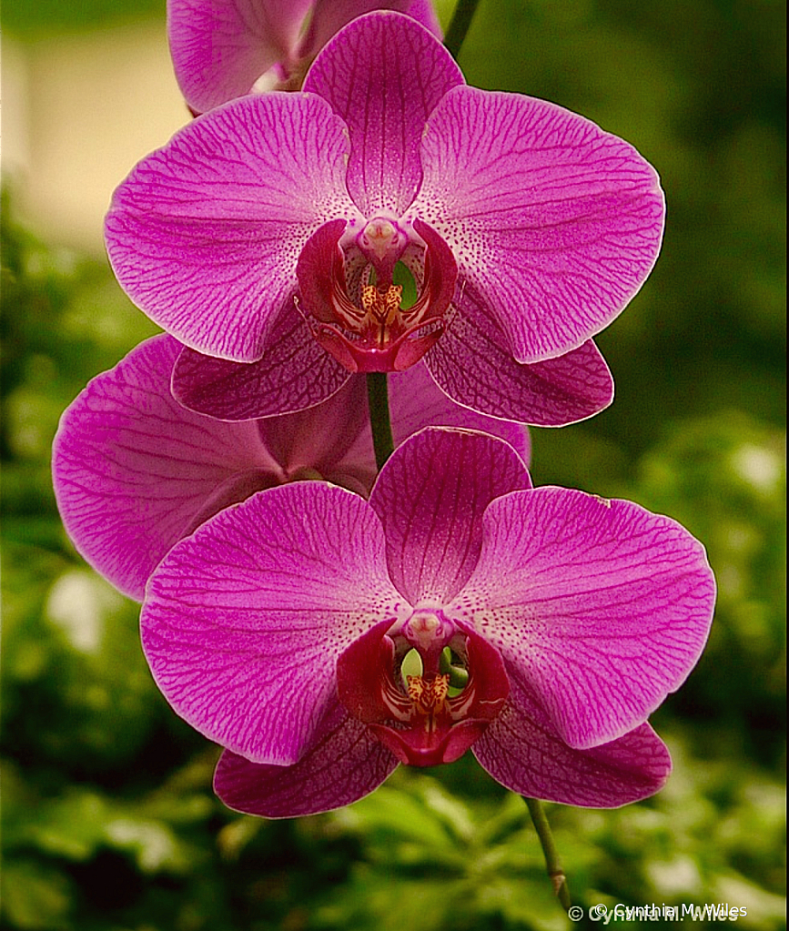 Orchids 