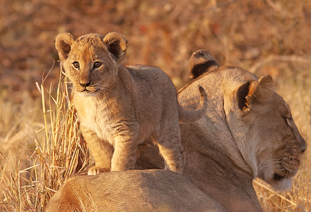 June 2023 Photo Contest Grand Prize Winner - Cub on Mom