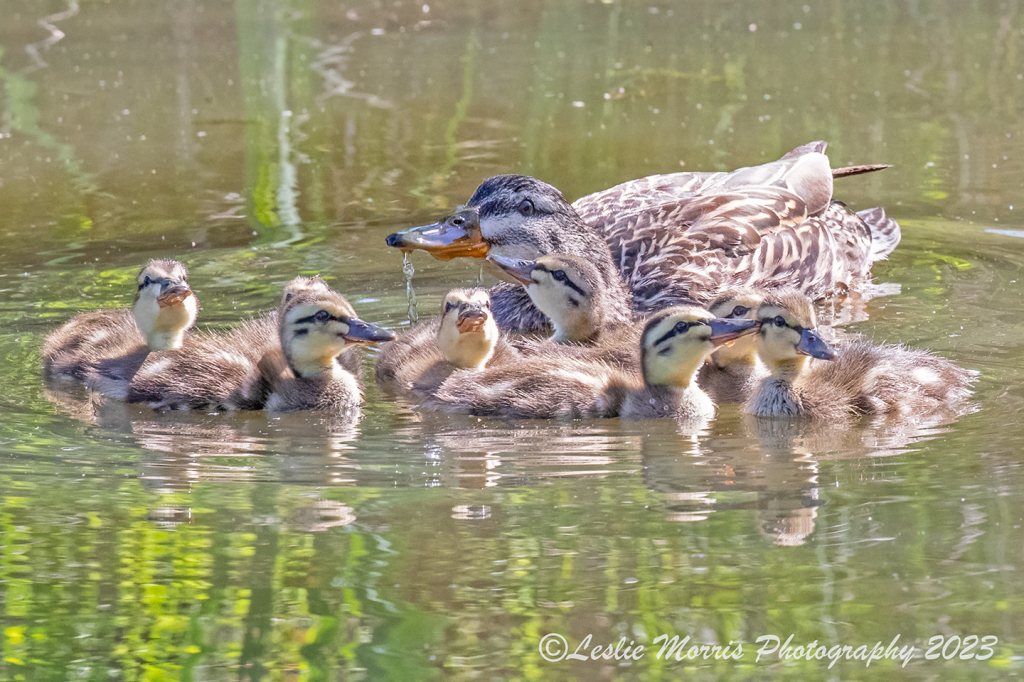 Proud of her new brood.