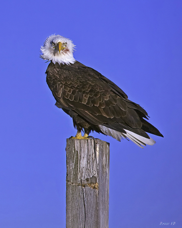Bald Eagle color balance redone