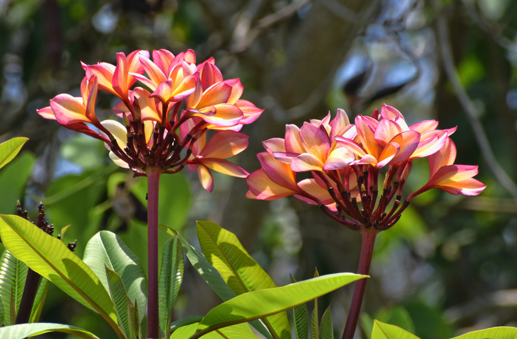 BEAUTIFUL FLOWERS