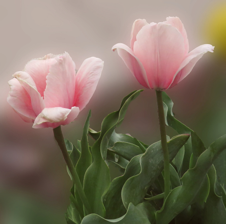 A Pair In Pink