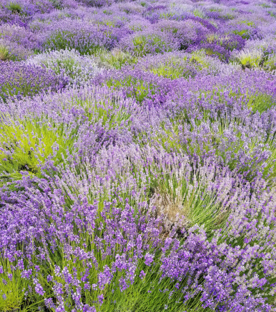 FIELD OF PURPLE