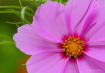 Pink On Green