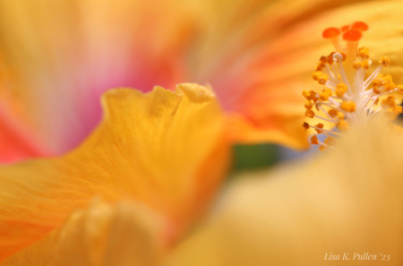 Hibiscus Dream II