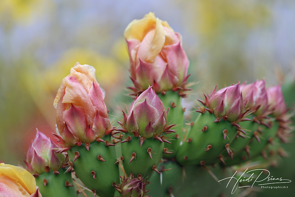 Pretty Prickly Pear