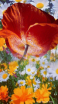 Super Bloomer 