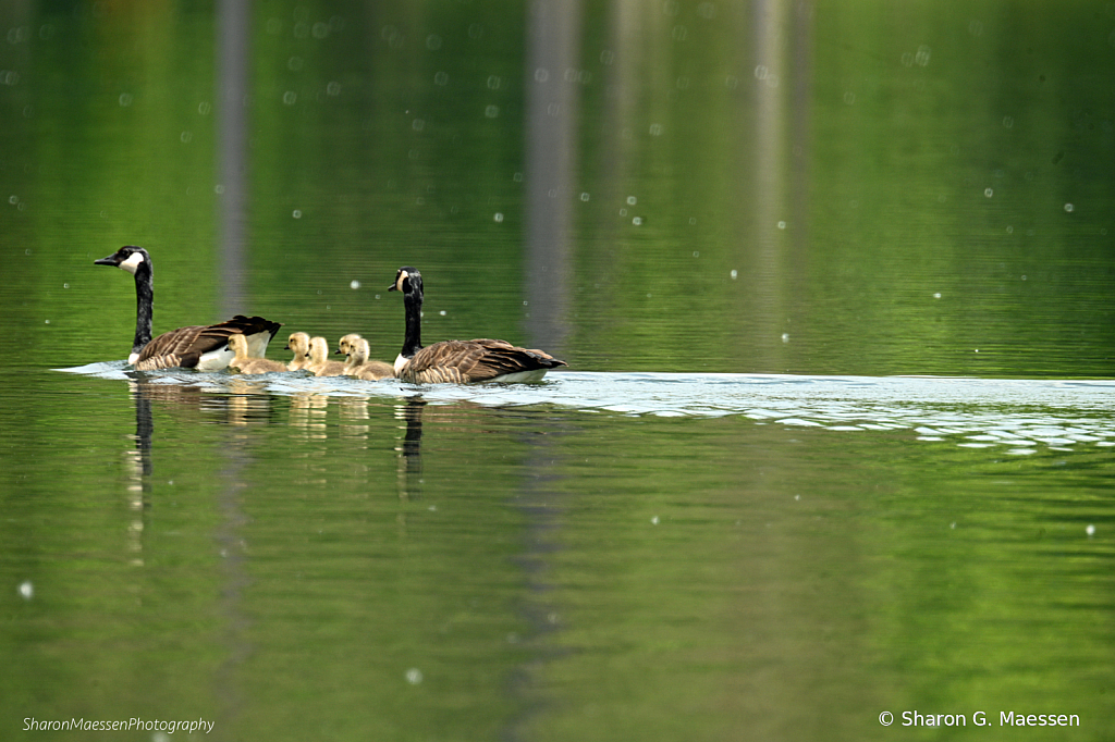 Happy Family