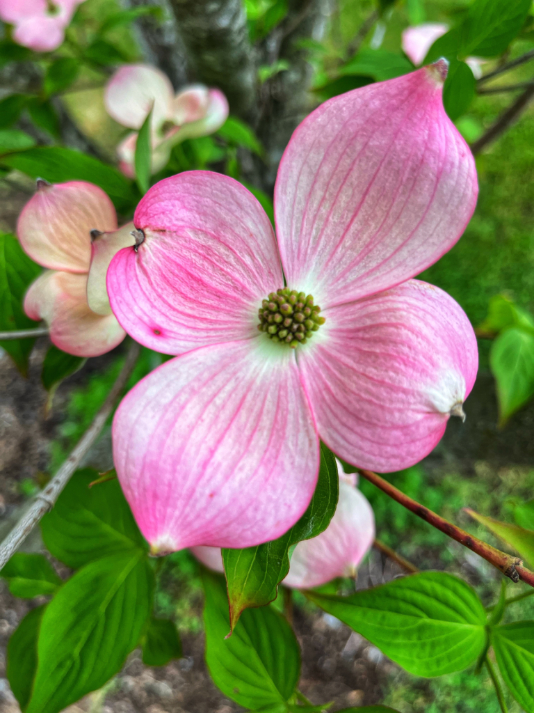 Dogwood 