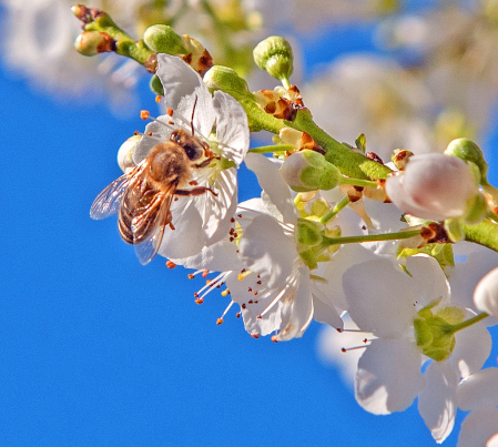 Blossoms and the Bee.