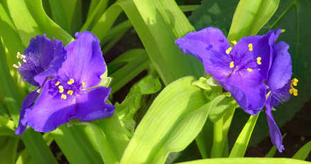 Spiderwort Pair