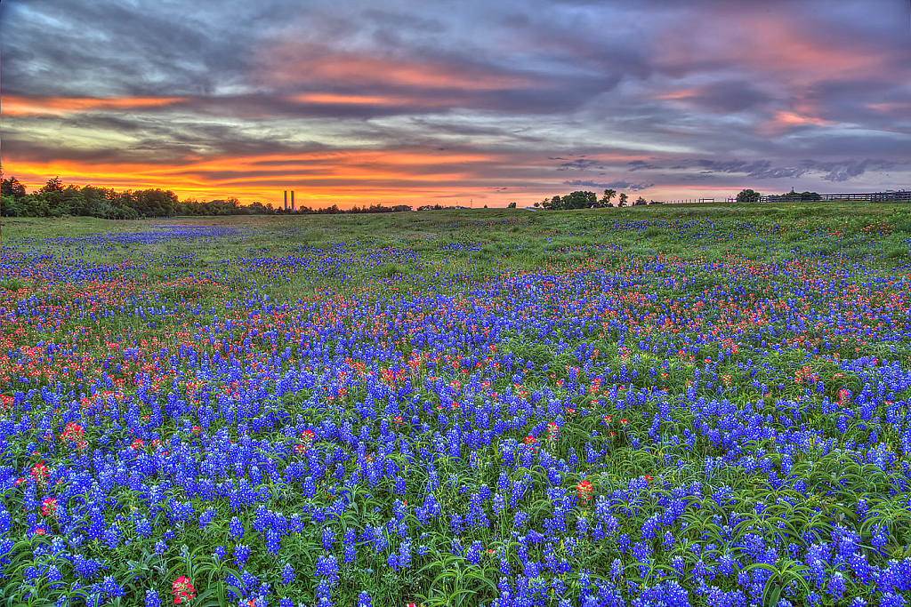 Bluebonnet Sunset